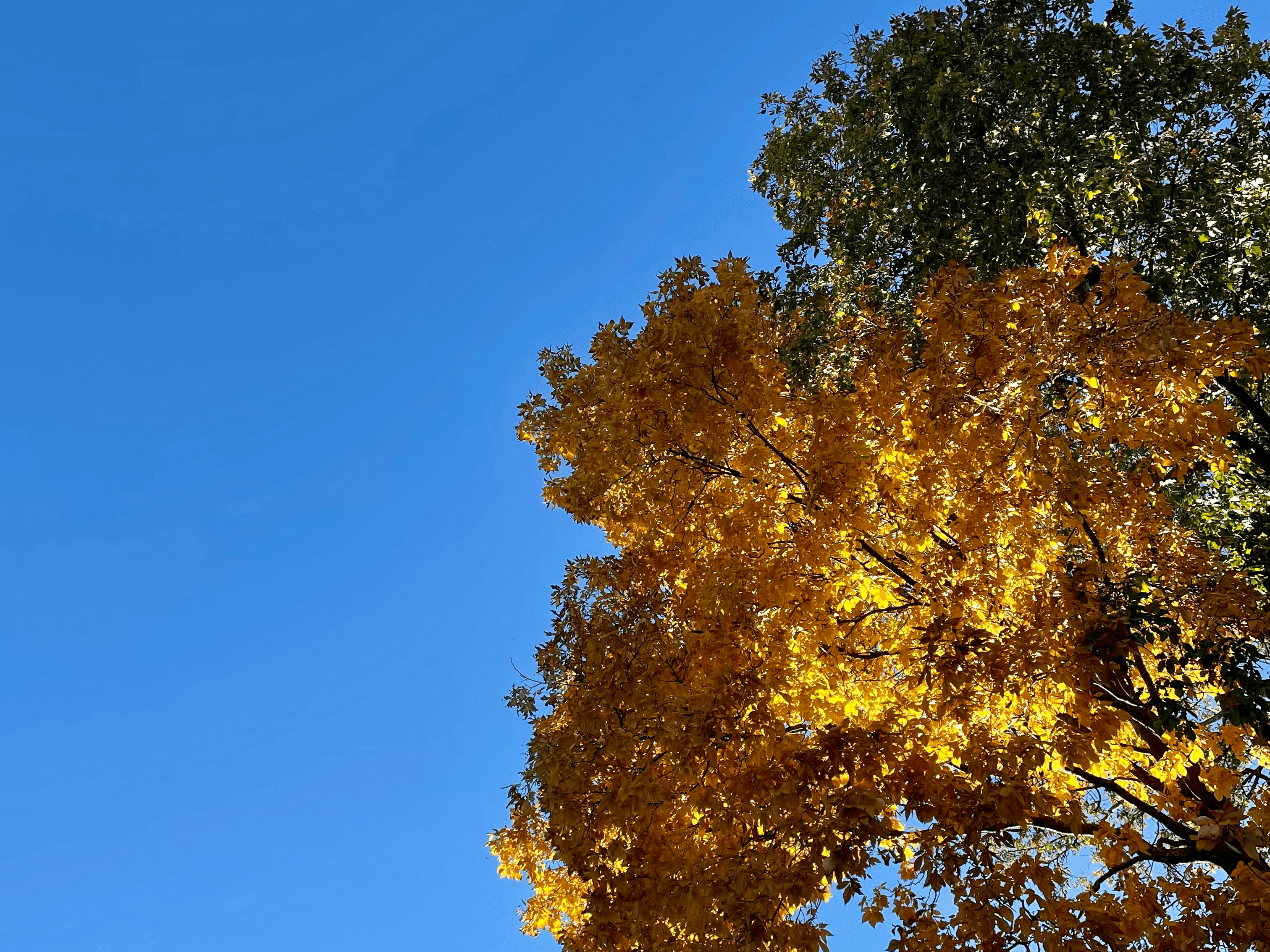Tree with both green and orange leaves under a blue sky