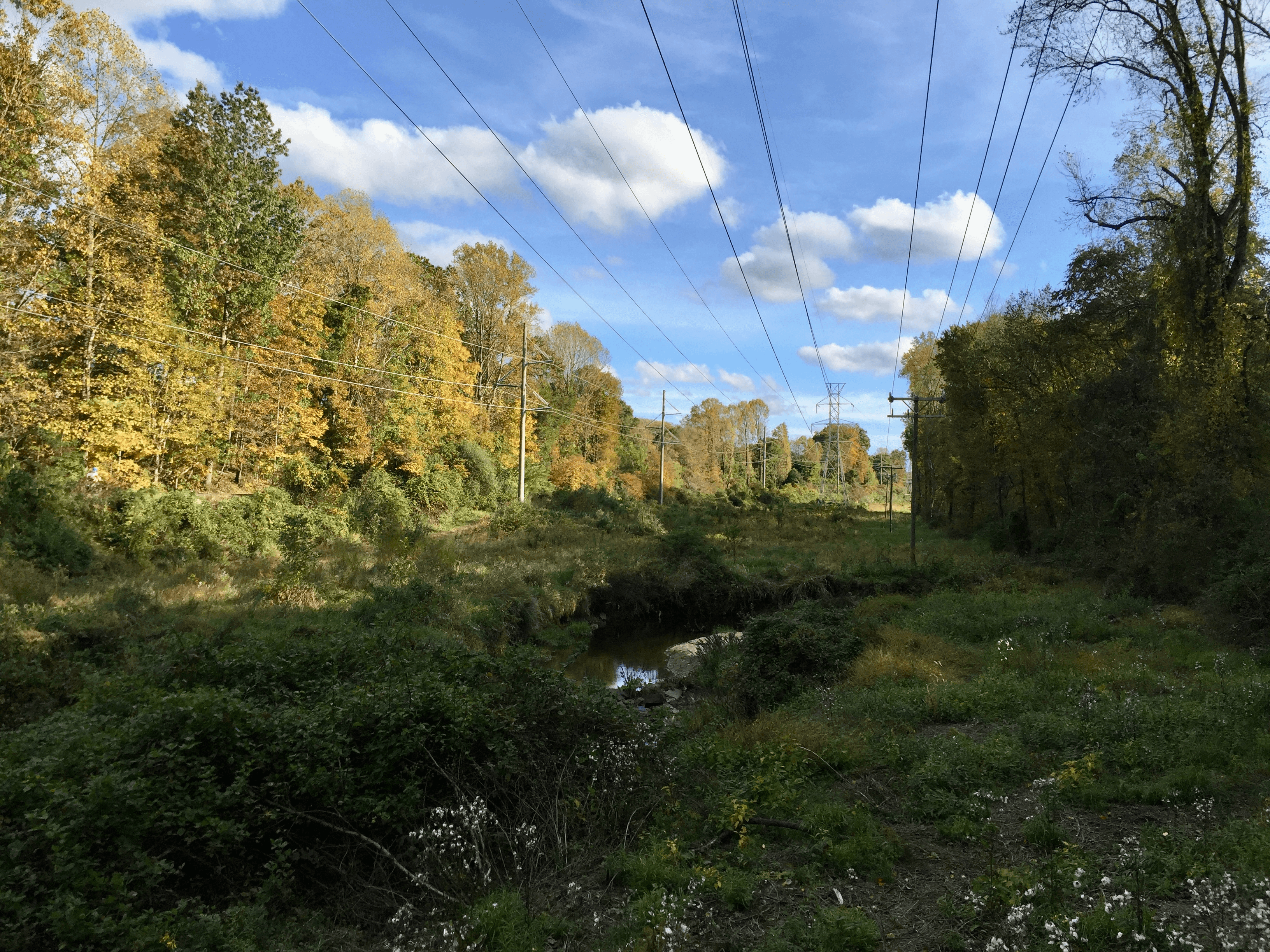 Nature along the W&OD trail