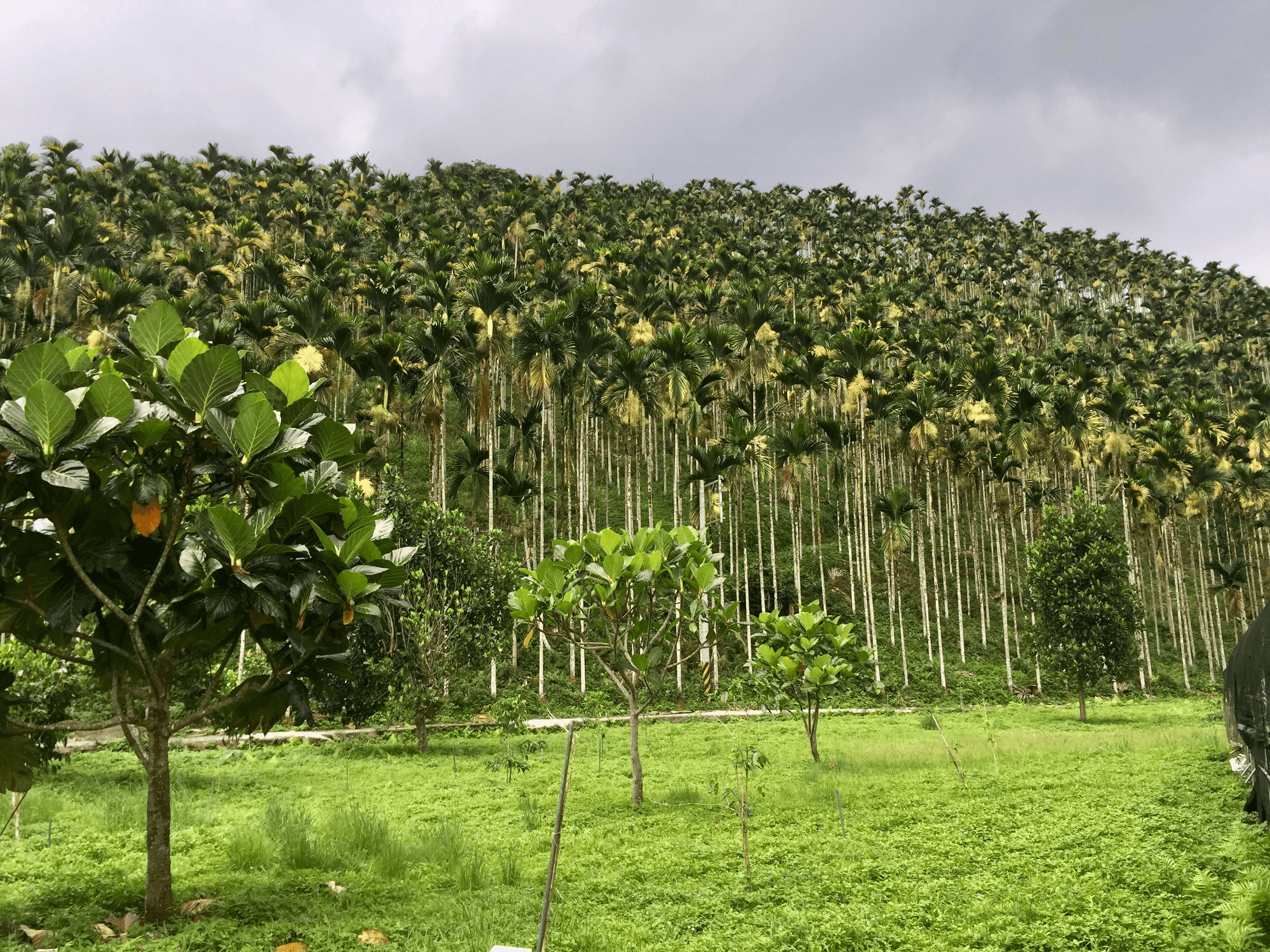 Betel nut trees in Yuchih